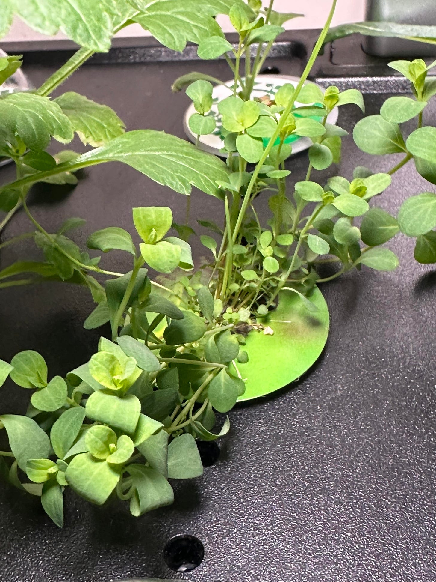 St. John's Wort St. John's Wort