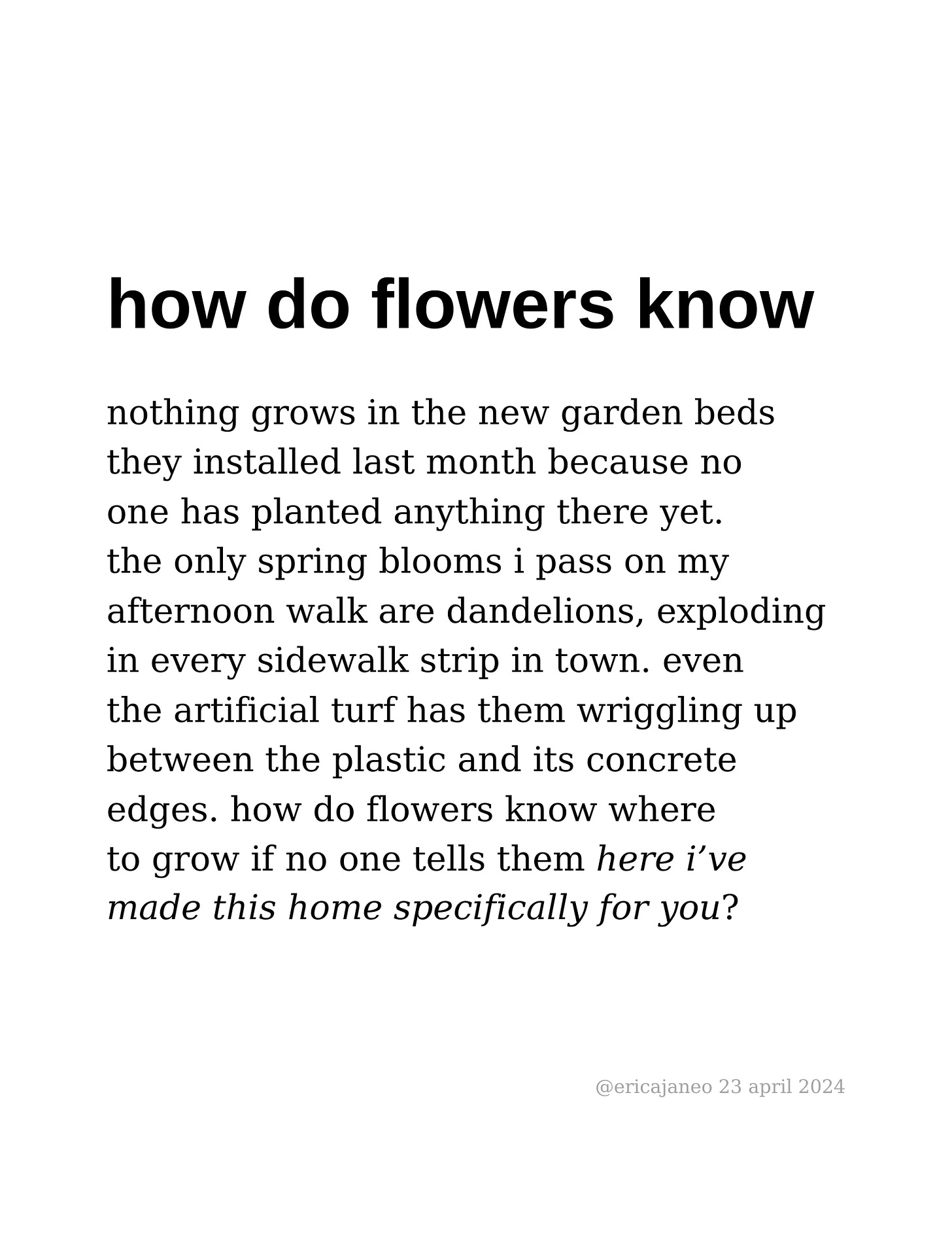 nothing grows in the new garden beds they installed last month because no  one has planted anything there yet.  the only spring blooms i pass on my  afternoon walk are dandelions, exploding in every sidewalk strip in town. even  the artificial turf has them wriggling up between the plastic and its concrete edges. how do flowers know where to grow if no one tells them here i’ve made this home specifically for you?