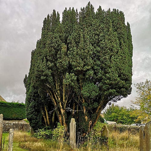 Yew Trees: Death, Churchyards, and Helpful Tools