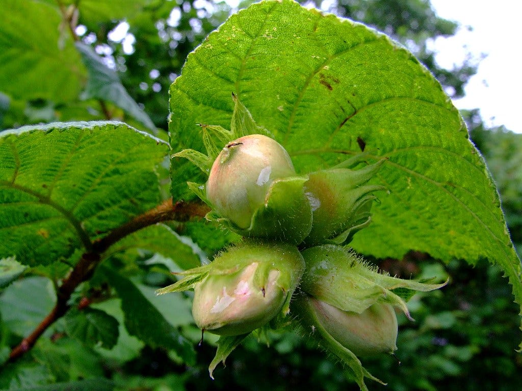hazelnuts -- tukwila -- growing on a tree. "Hazel Nuts" by nz_willowherb is licensed under CC BY-NC 2.0. 