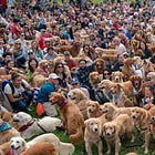 On the surprising advantages of infecting ten thousand douchebag dogs with kissy Covid: today's TERRIBLE advice