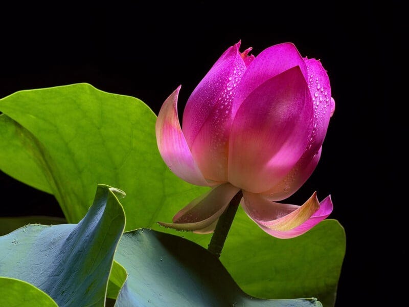 A pink lotus flower with dew drops on its petals stands in front of large green leaves, set against a black background.