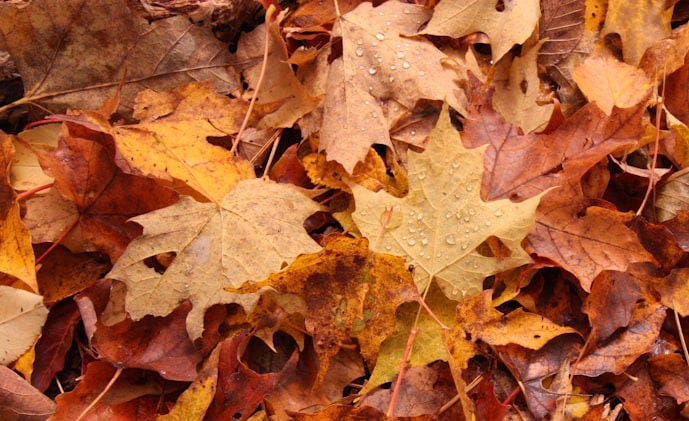 brown and yellow maple leaves
