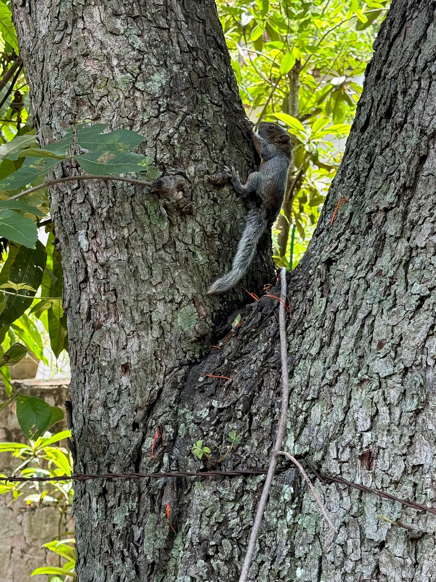 A baby squirrel climbing a tree trunk.