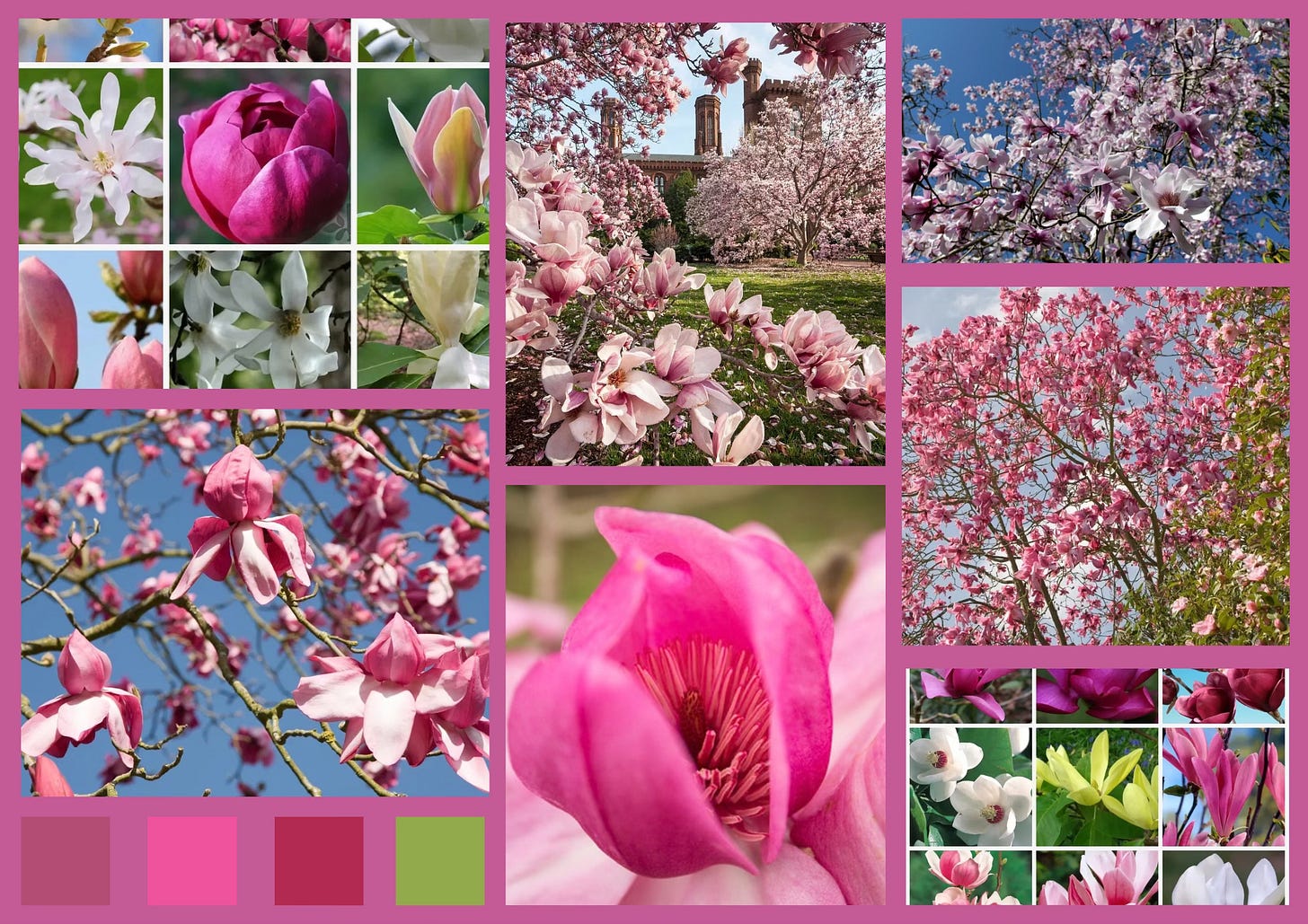 Spring magnolia flowers collage showing pink magnolia blossoms, white magnolia blooms, and flowering magnolia trees in full bloom. Spring magnolia flowers collage showing pink magnolia blossoms, white magnolia blooms, and flowering magnolia trees in full bloom.