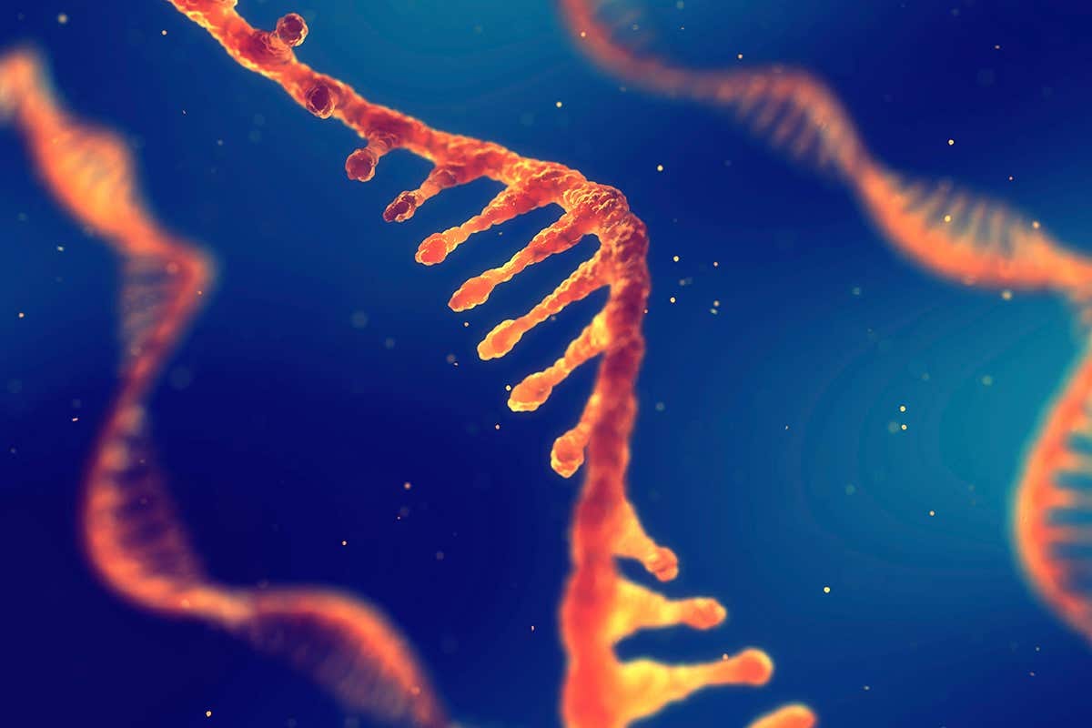 RNA molecules
