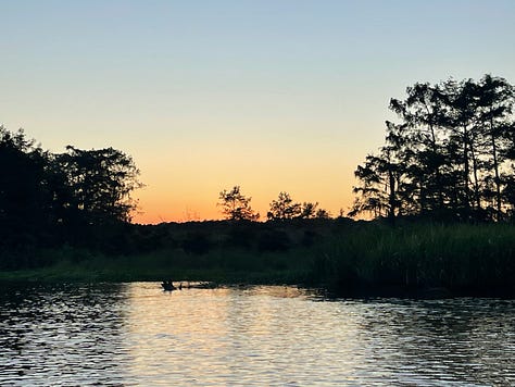 Images of New Orleans' French Quarter + swamp, including iconic balconies dripping in ferns, a swamp gator near Slidell, Jordan in front of blue doors, a cemetary and two tarot card spreads.