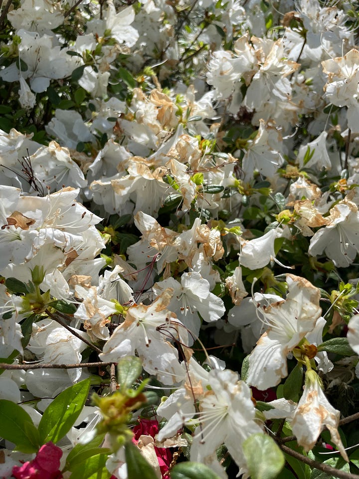 Two photos of the same azalea plants several weeks apart. One shows bright white flowers. The other shows droopy, browned flowers.
