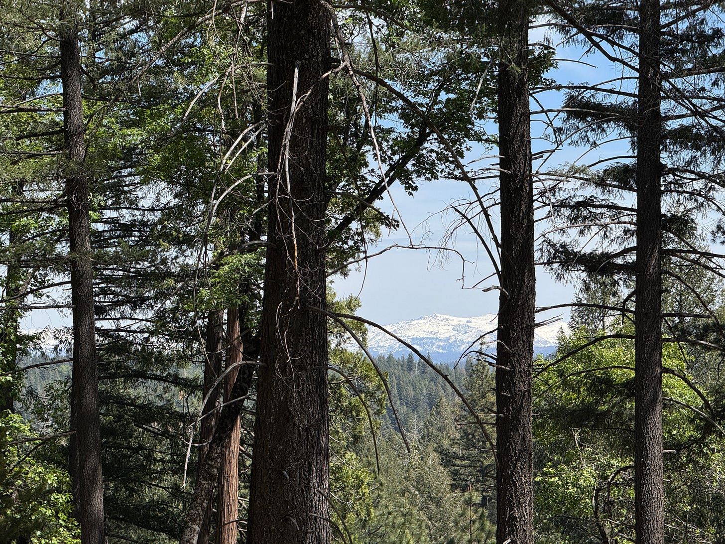 Mountains in the distance through the forest