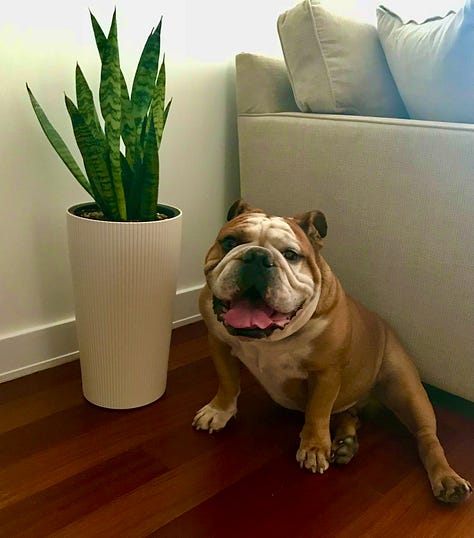 Monstera, Pothos, and Snake plants