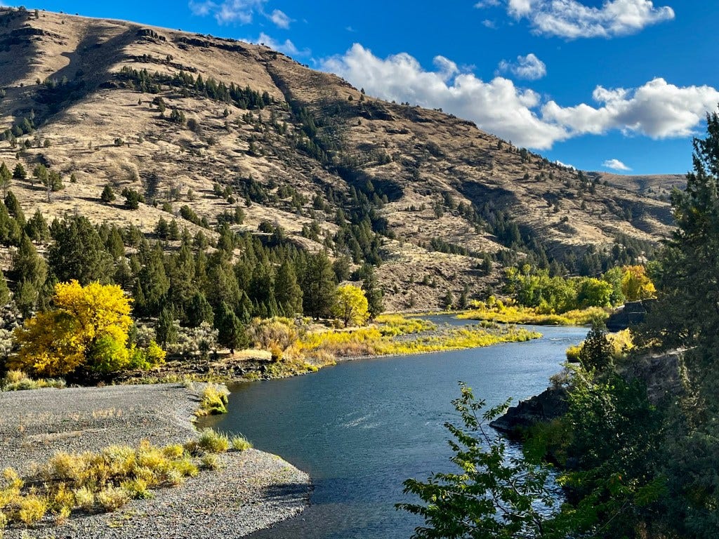 The Oregon high desert river, John Day, coursing a zigzag route between a grassy hill dotted with pine trees. Along its banks, trees and bushes are in their fall-yellow splendor. The sky is brilliant blue with occasional clouds