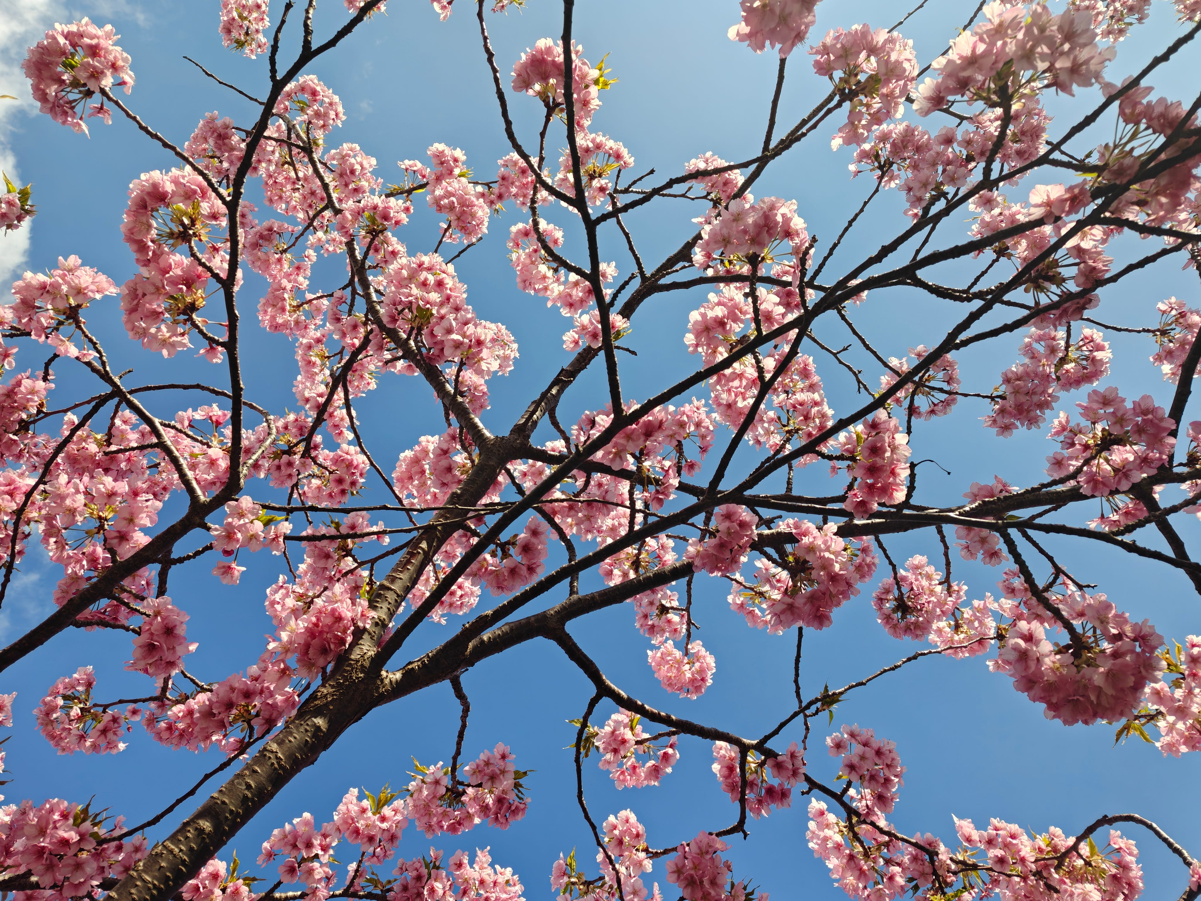 The Oppo Find N5 at the Kawazu-zakura Matsuri
