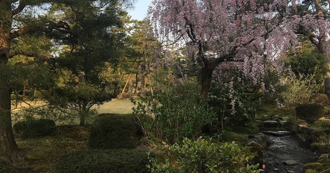 A serene Japanese garden featuring a weeping cherry blossom tree in bloom next to a small stone-lined stream and manicured green bushes. A serene Japanese garden featuring a weeping cherry blossom tree in bloom next to a small stone-lined stream and manicured green bushes.