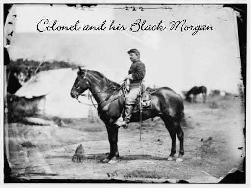 A Portfolio of historical Morgan Horse Photos from the civil war | Morgan  Horse Guide