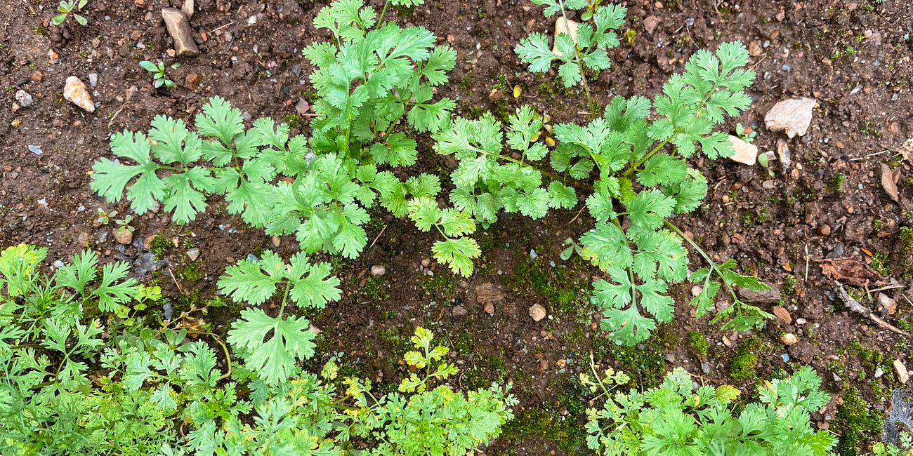 Are you Gardening the Wrong Way?