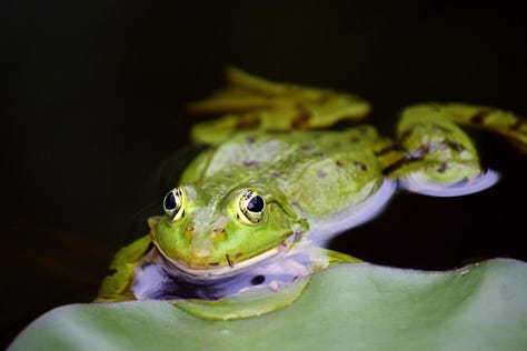 Frogs from around the world...