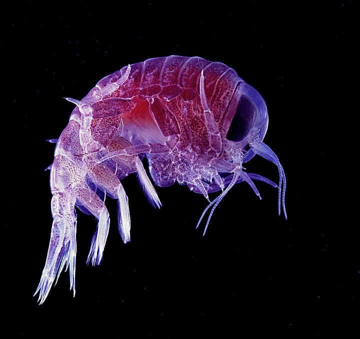 Plankton