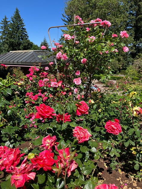 Roses and highlights from the International Rose Garden in Portland, Oregon