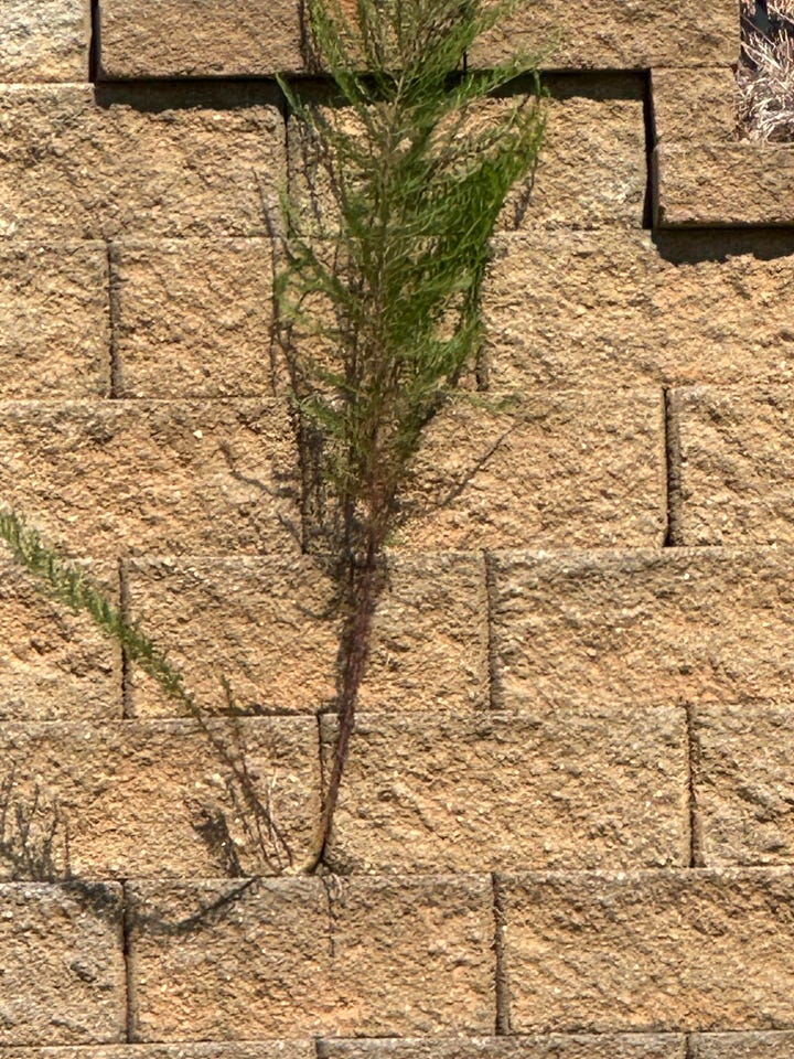 Weeds In Our Lives