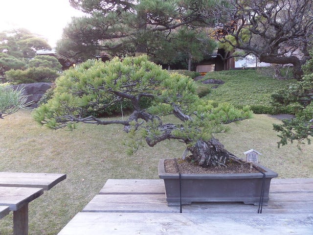 Bonsai Tree at Happo-en Garden Bonsai Tree at Happo-en Garden