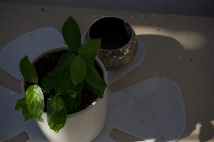Small green plant in a white ceramic pot resting in soft window light, with dappled reflections and a mosaic candle holder in the background.