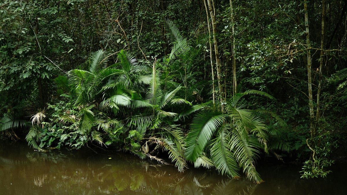 Thailand’s Bilateral Gynandromorphic Spider Leads Southeast Asia’s 2025 Species Discoveries