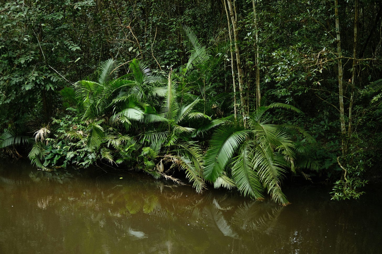 Newly discovered species in Southeast Asia including mole crab, bee, snake, and pitcher plant highlighting biodiversity richness.
