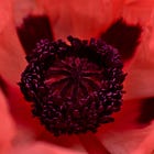 Triskele Supernova