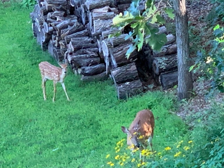 Two deer standing in grass next to a stack of logs

Description automatically generated