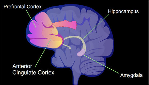 Difference Between the Amygdala and the Prefrontal Cortex | Difference Between Difference Between the Amygdala and the Prefrontal Cortex | Difference Between