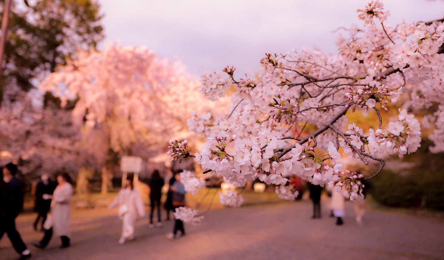 Close-up of blooming cherry blossoms in soft pink hues, with people strolling along a park path in the background during sunset. The warm light creates a gentle, romantic atmosphere typical of spring in Japan.