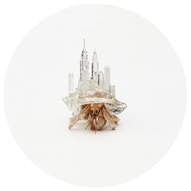 NYC hermit crab shell by aki inomata