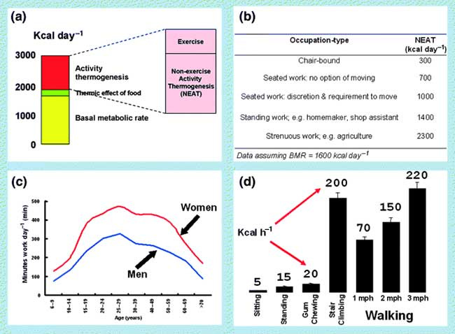 total energy expenditure