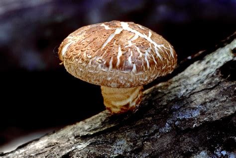 File:Shiitake mushroom.jpg - Wikimedia Commons