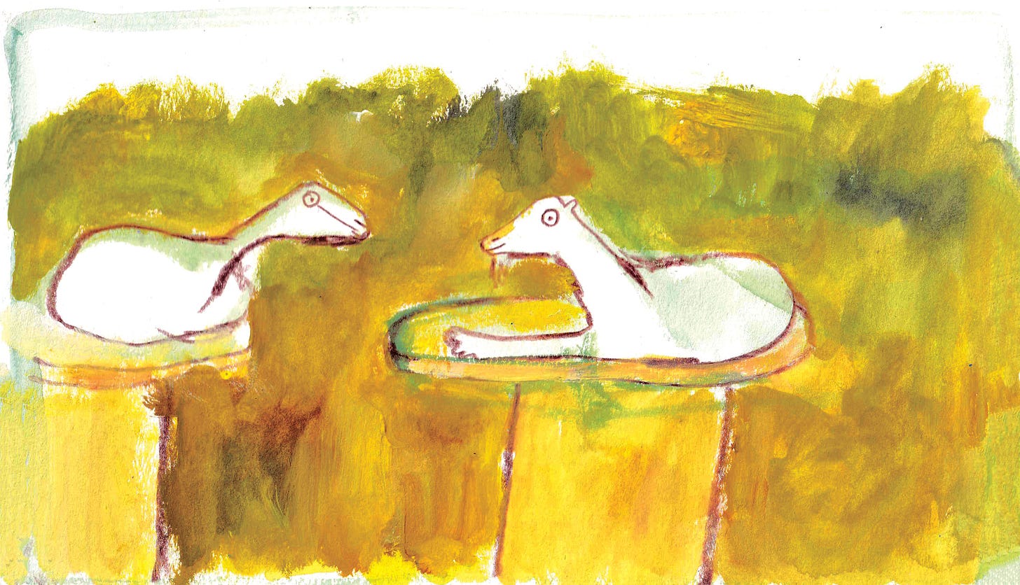 Goat illustration by Beth Spencer Goat illustration by Beth Spencer