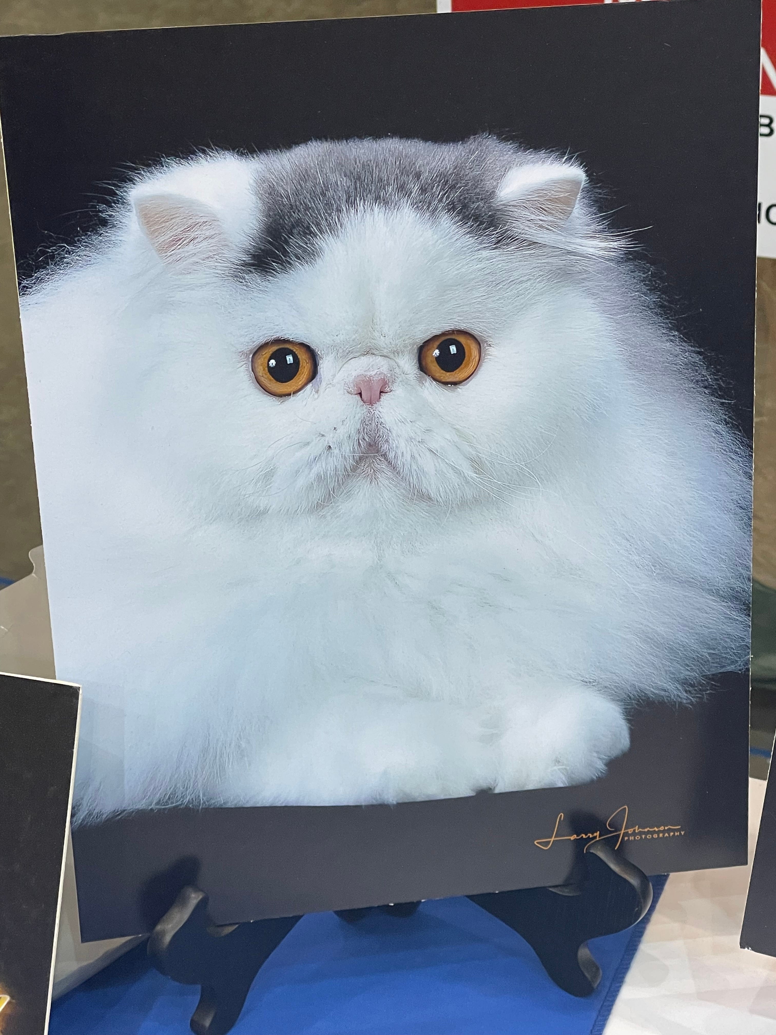 特撮 THE CAT SHOW A weekend at the Cleveland International Cat Show