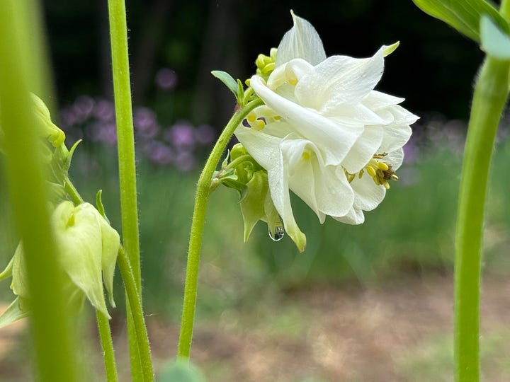Left image: A close-up of a white Columbine blossom, with multi-layered, ruffled petals and a dappled farm background. Right image: A close-up of a cluster of blueberry blossoms, which are each white with pink blush, and bell-shaped.