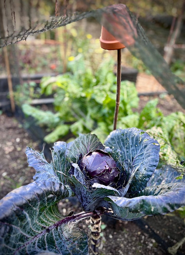 Gnarly red cabbage in the veg patch