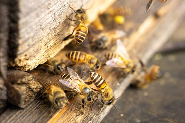 140+ Crowded Honey Bee Hive Entrance Stock Photos, Pictures & Royalty-Free Images - iStock 140+ Crowded Honey Bee Hive Entrance Stock Photos, Pictures & Royalty-Free Images - iStock