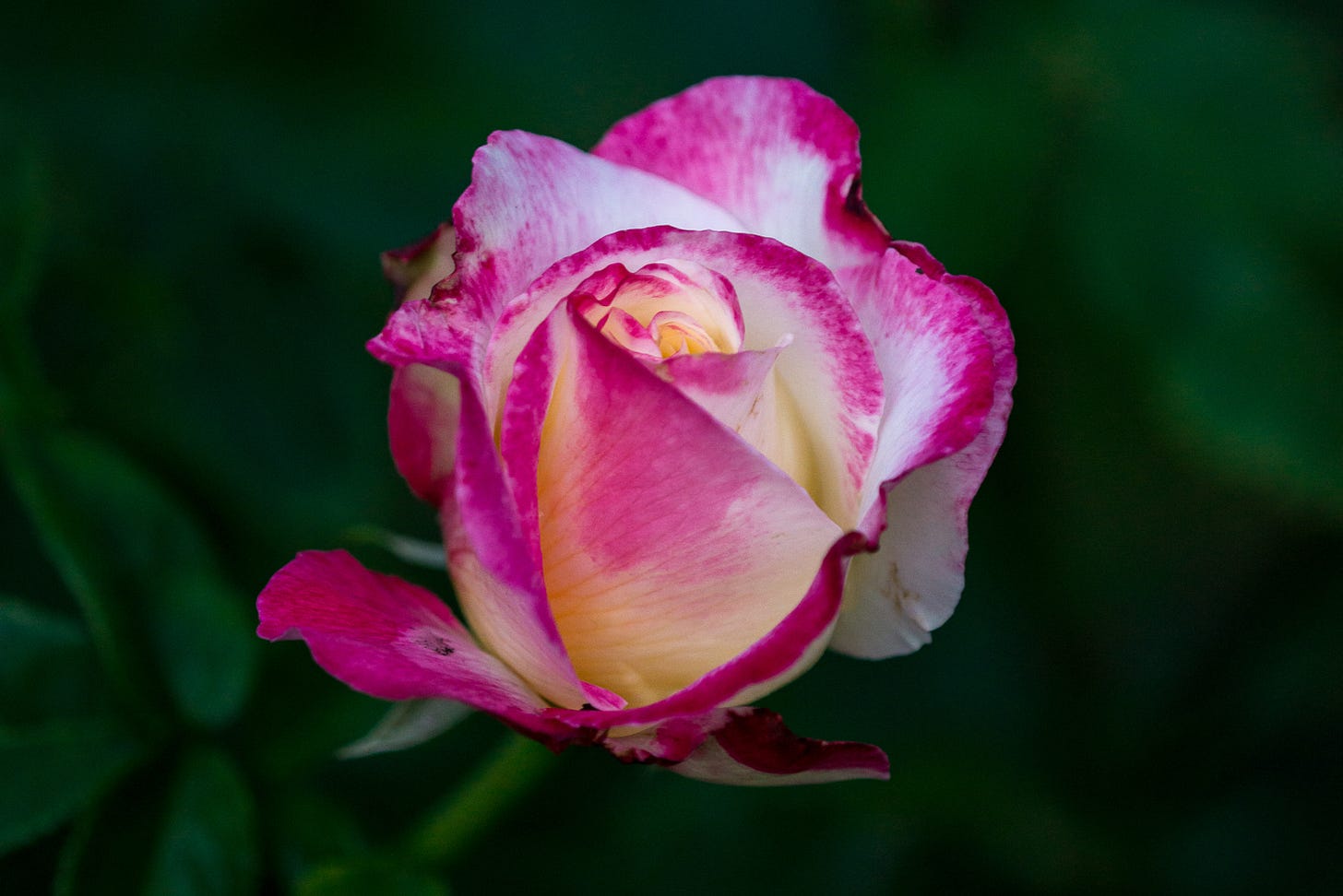 Close up of a yellow rose with pink edges.