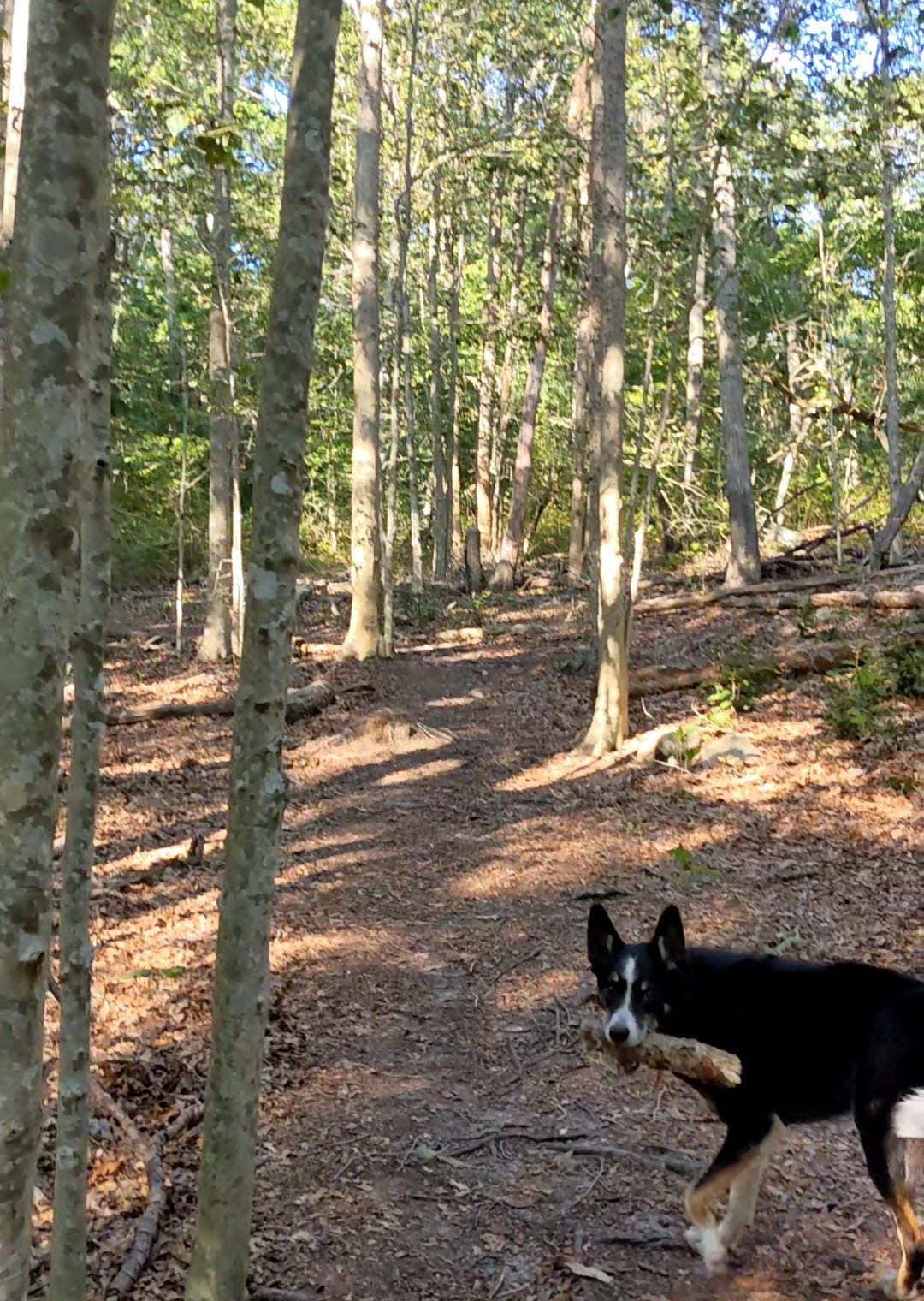 Dog carrying a stick in an open woods