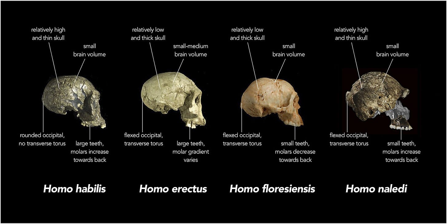 A comparison of skull features of H. naledi with other small-brained Homo