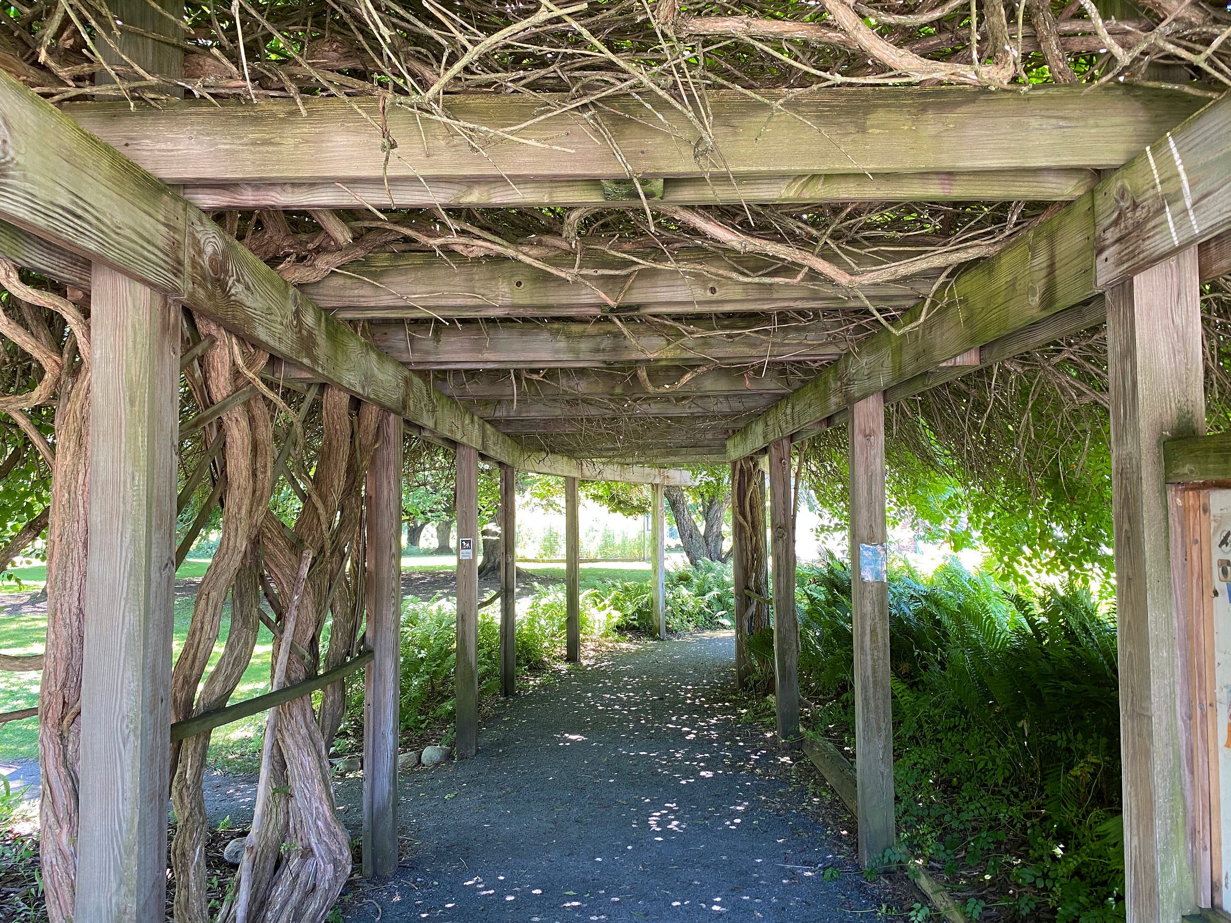 A pathway in a park, surrounded by a pergola covered in vines