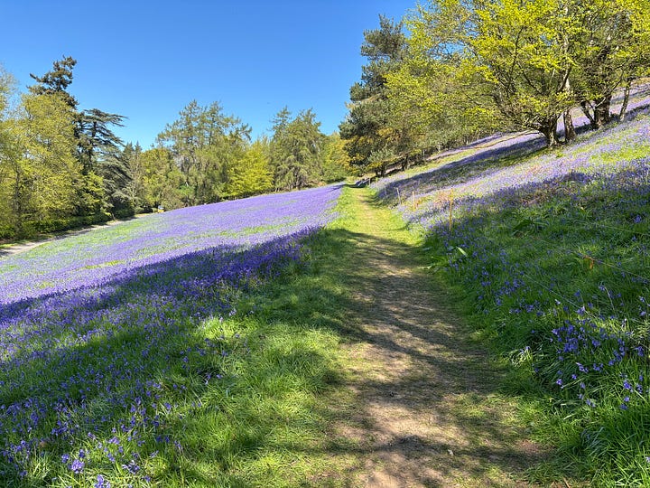 Lavender on the Malvern Hills