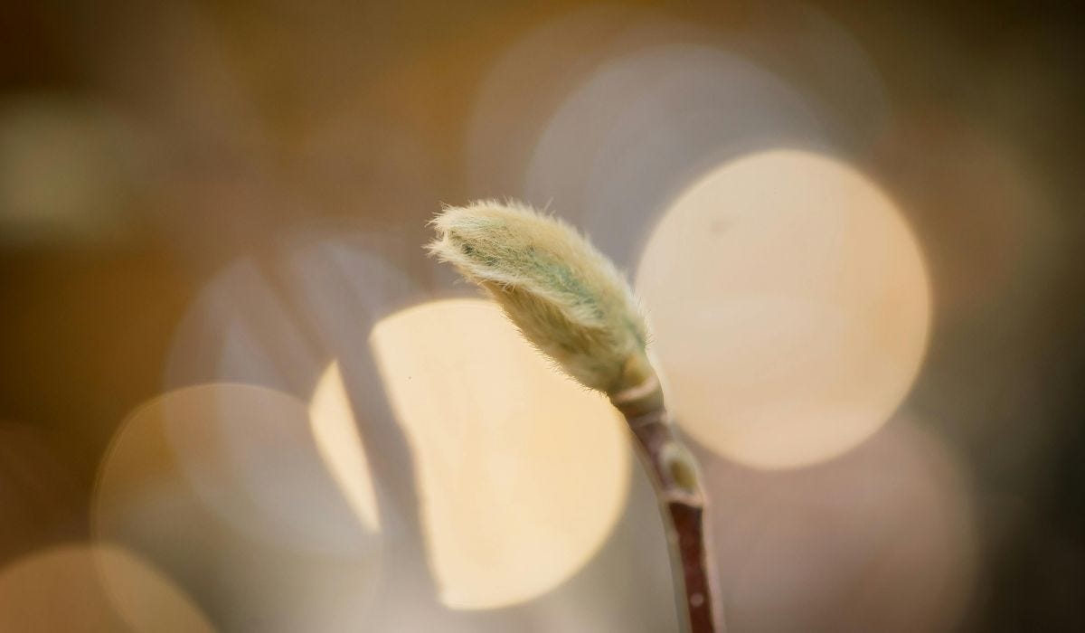 A spring bud against an out of focus background A spring bud against an out of focus background