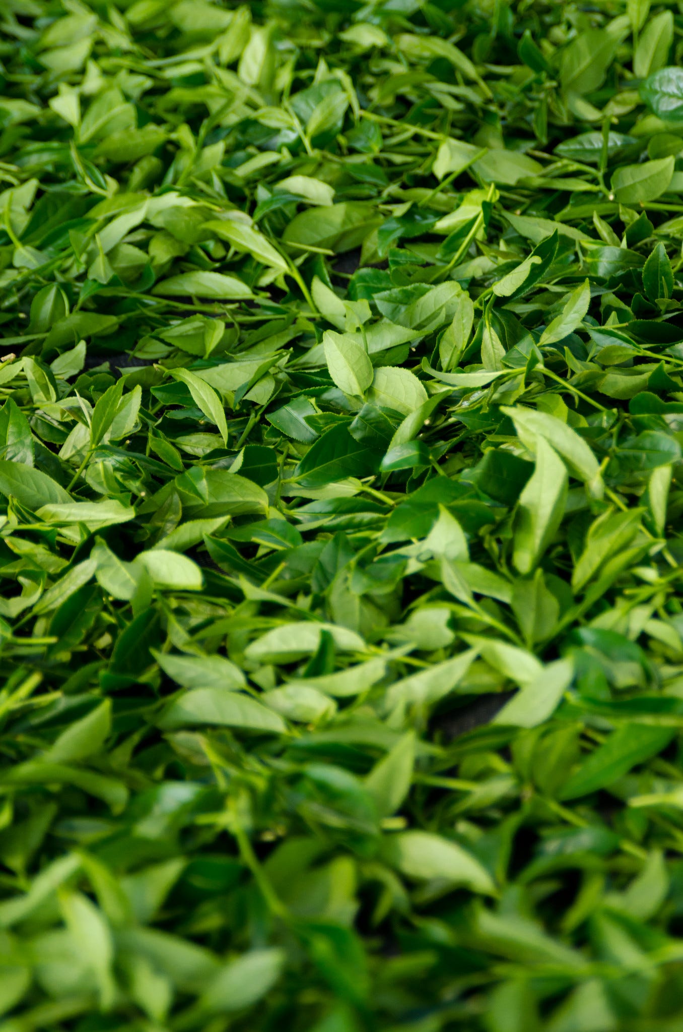 ID: Withering tea leaves