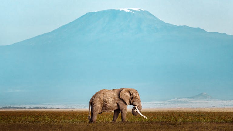 Statement on the killing of Super Tusker elephants in Tanzania Statement on the killing of Super Tusker elephants in Tanzania
