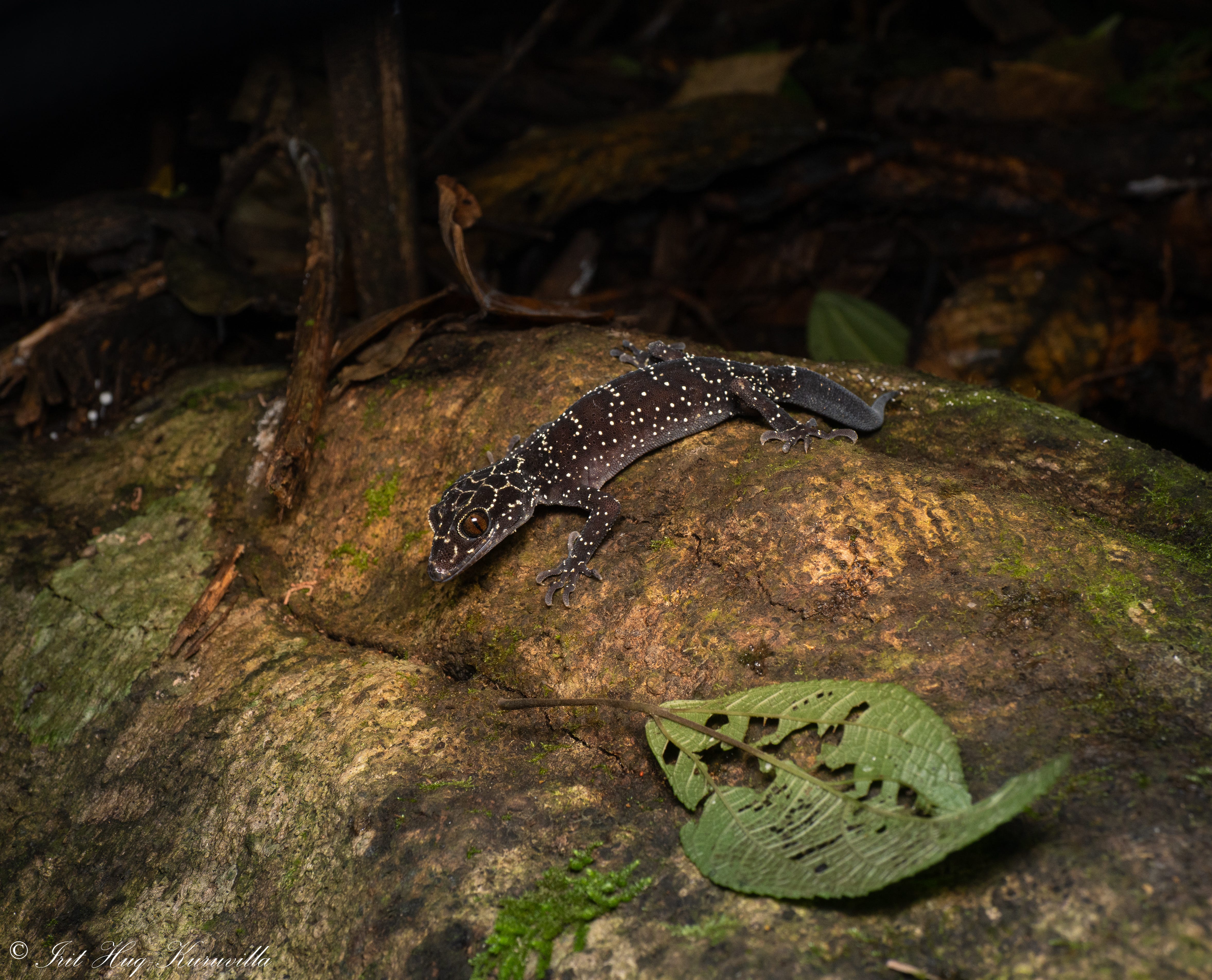 North Thailand Day 3: Gecko - by Irit H-K