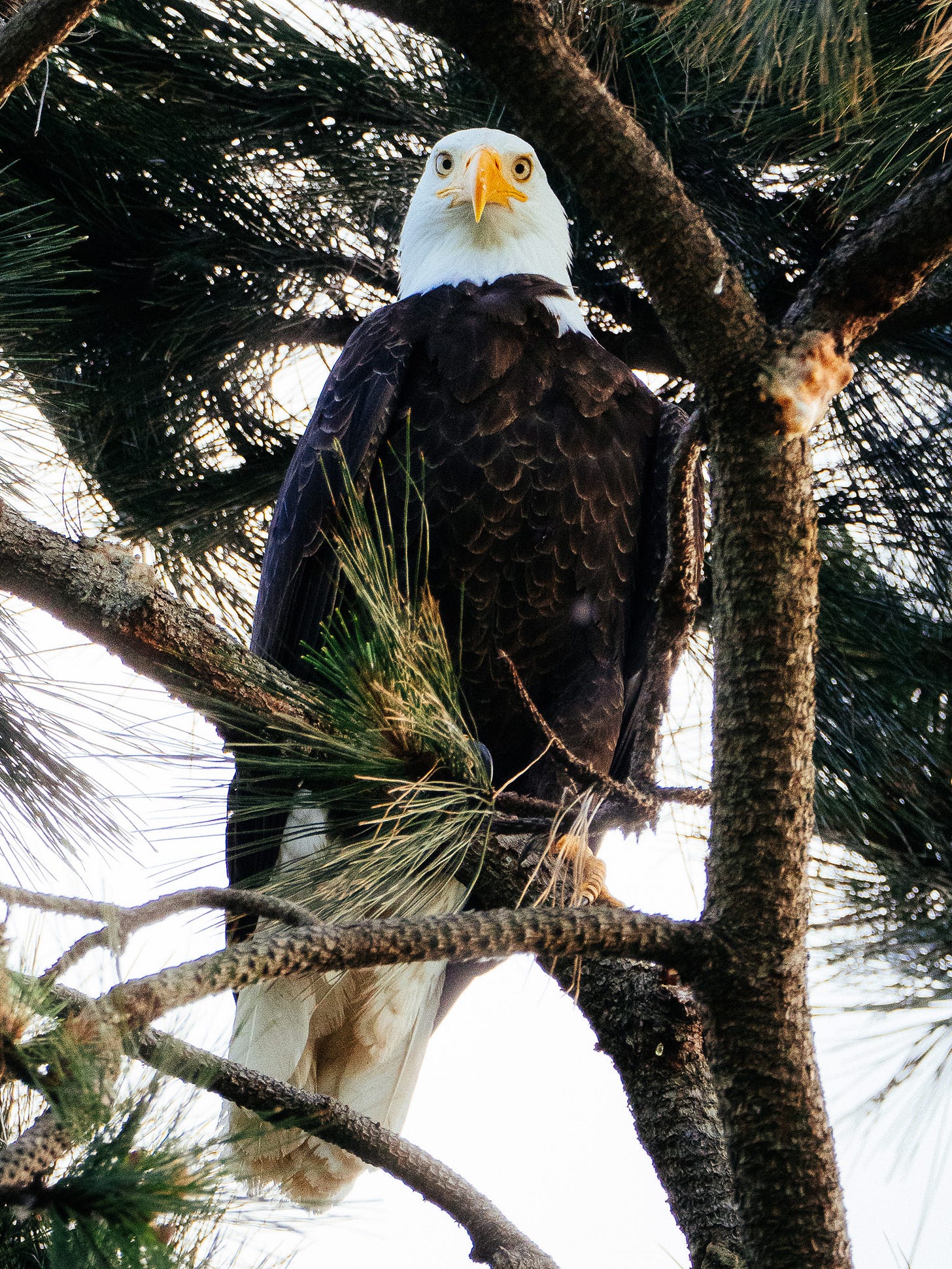 A bald eagle in a Ponderosa pine.