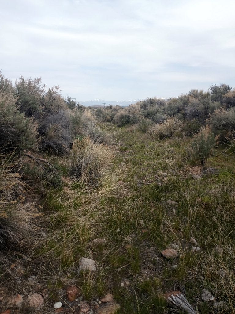 Photo 4: Deeper drainage near center of valley
